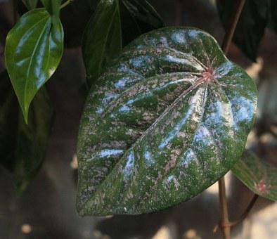 red-betel-leaf
