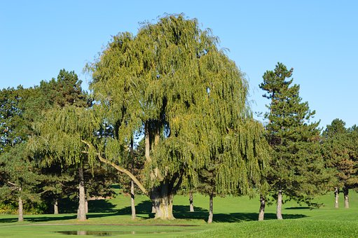 kashmir willow