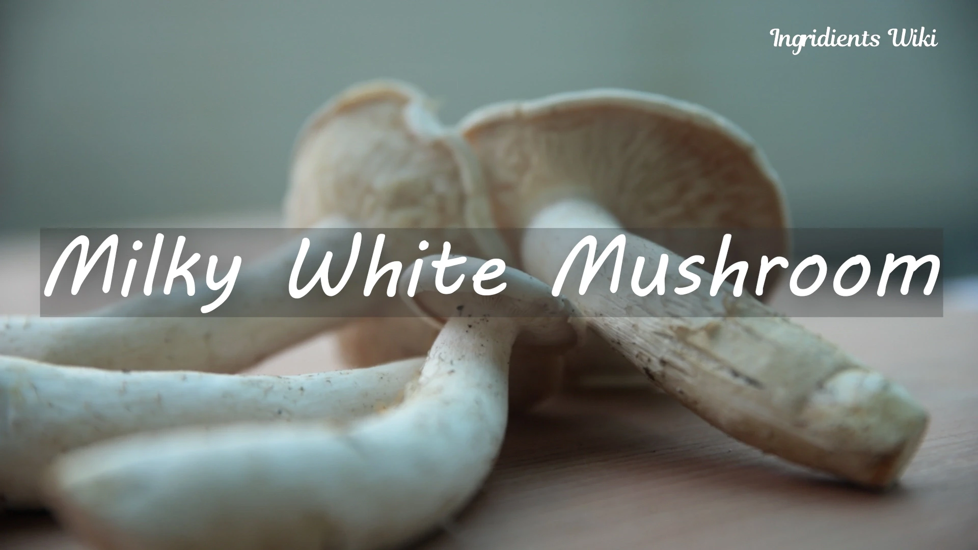 milky_white_mushroom